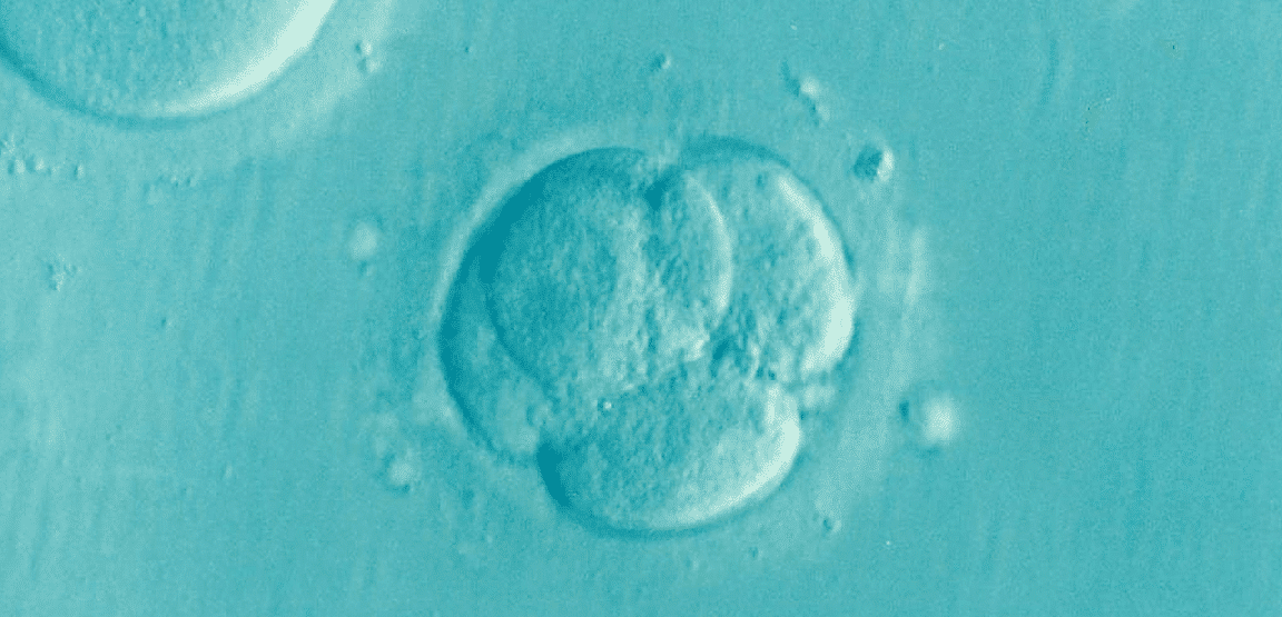 embryo