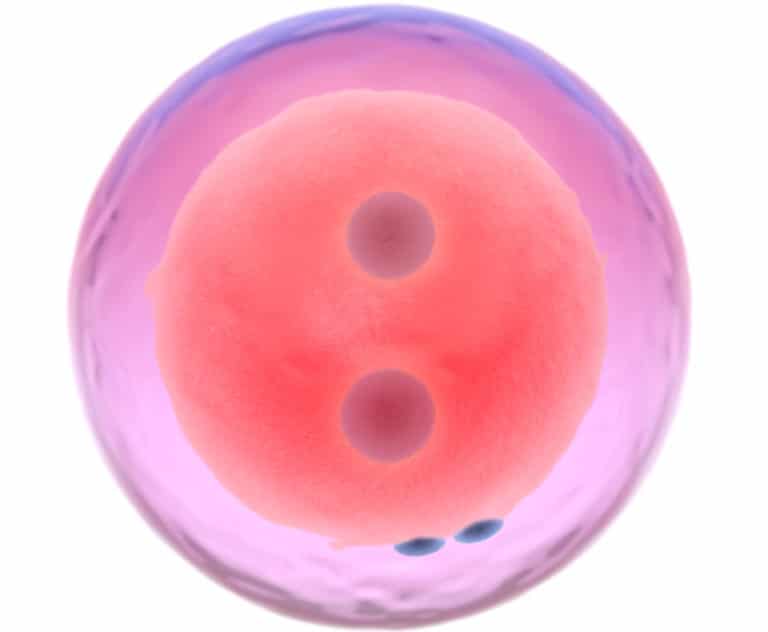 Human Conception: When Does Life Begin?