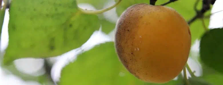 fruit on a tree