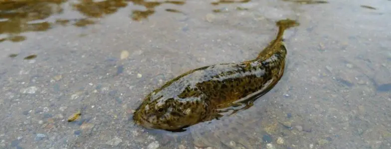 fish in shallow water