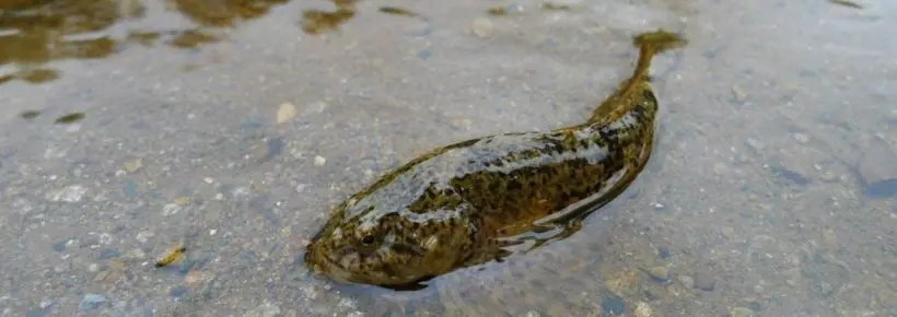 fish in shallow water