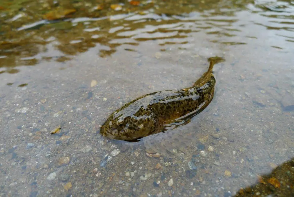 effects of birth control: fish in shallow water get estrogens in their systems; birth control environmental impact