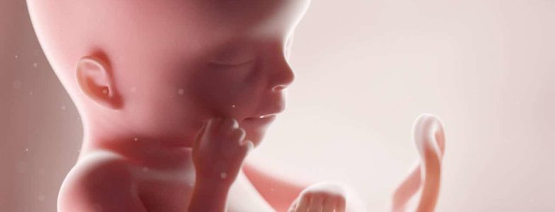 3D rendered medically accurate illustration of a human fetus - week 19