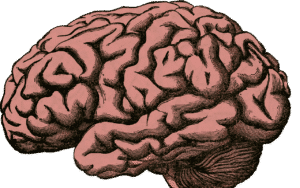 human brain