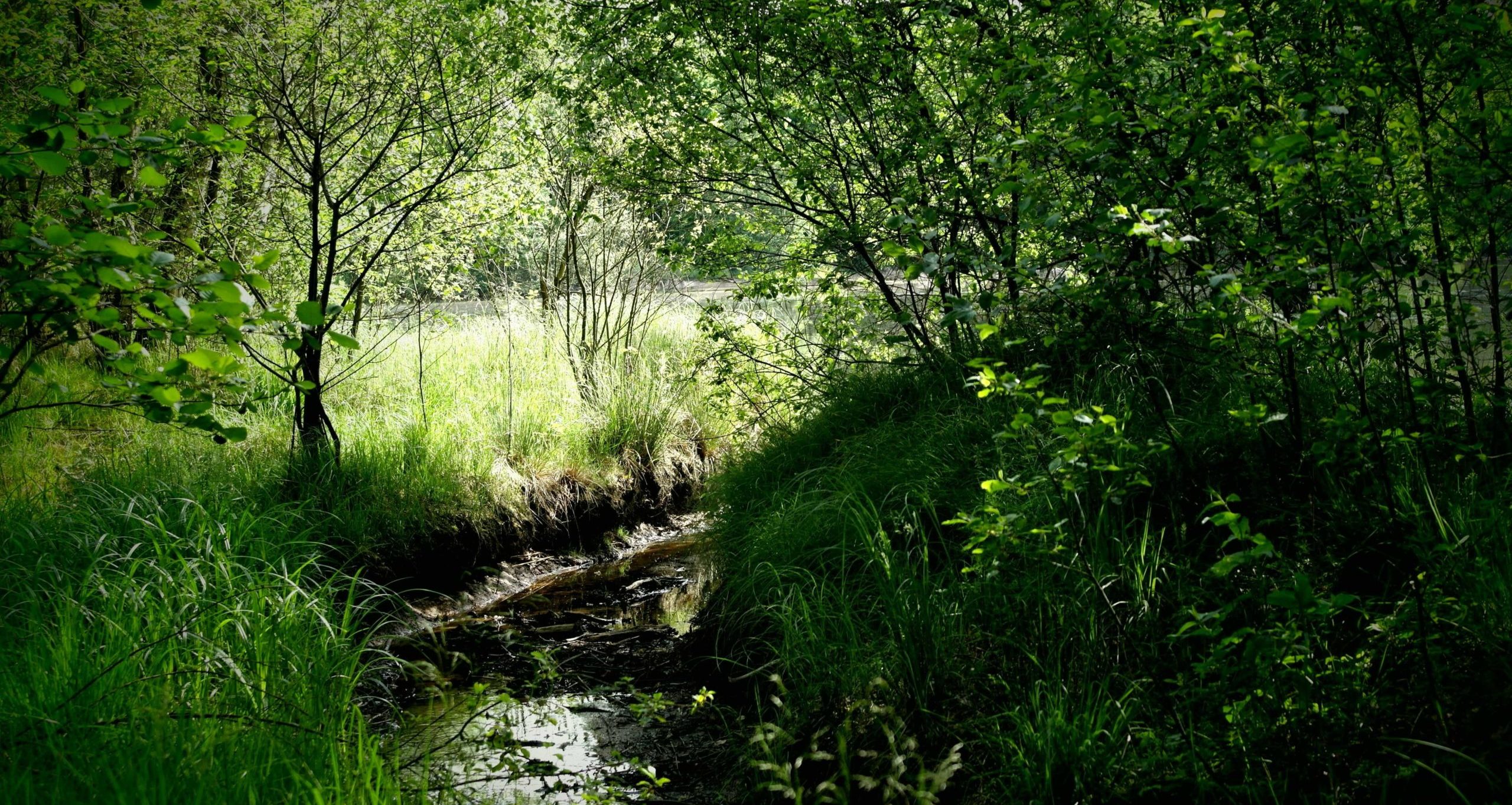 green stream forest population control environment