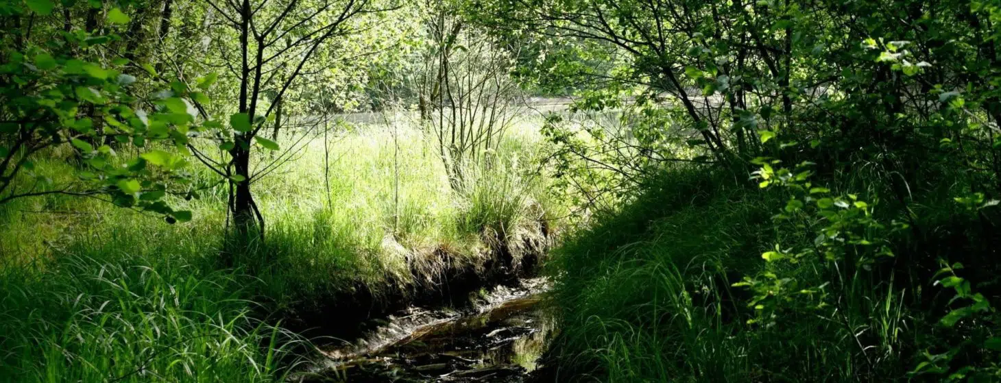 forest green stream earth environment