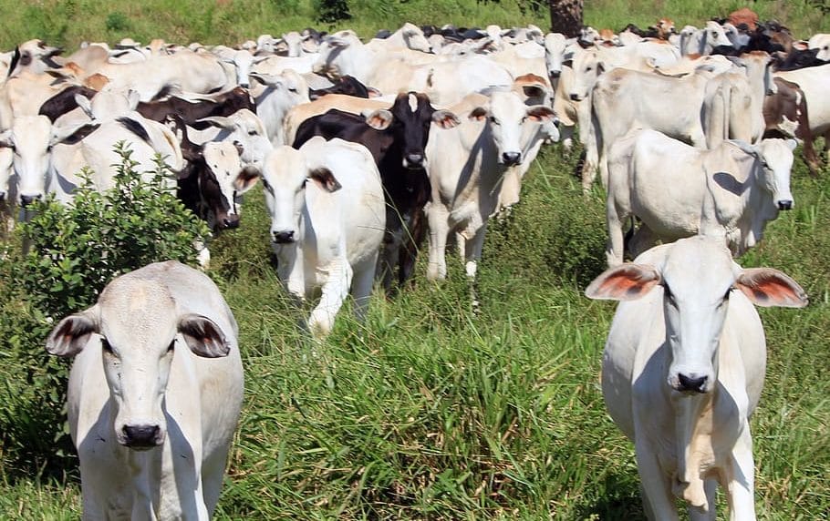 cows herd cattle