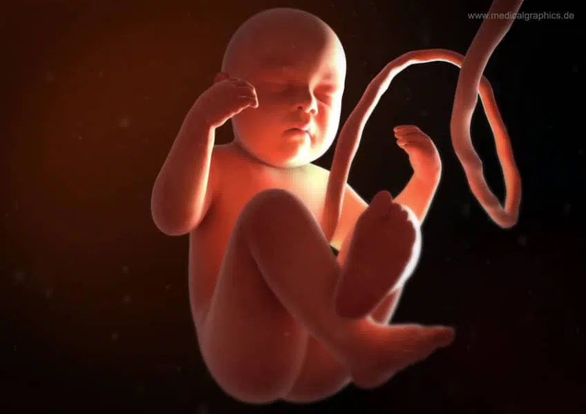 fetus human baby in womb unborn child, the bible and abortion