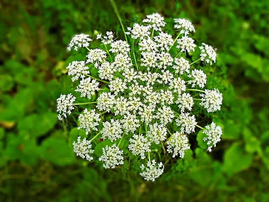 poisonous hemlock flower