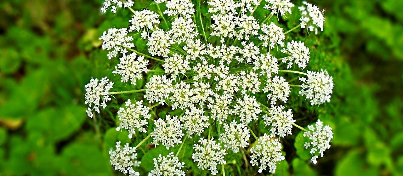 hemlock poisonous flower