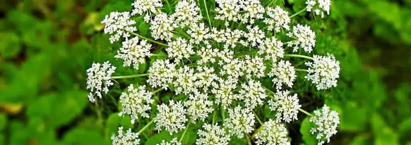 hemlock poisonous flower