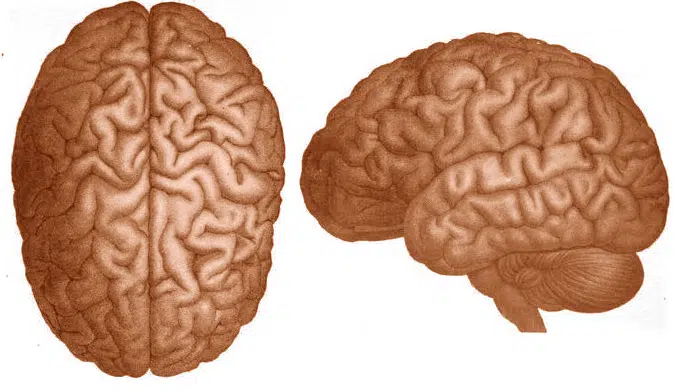 human brain two views