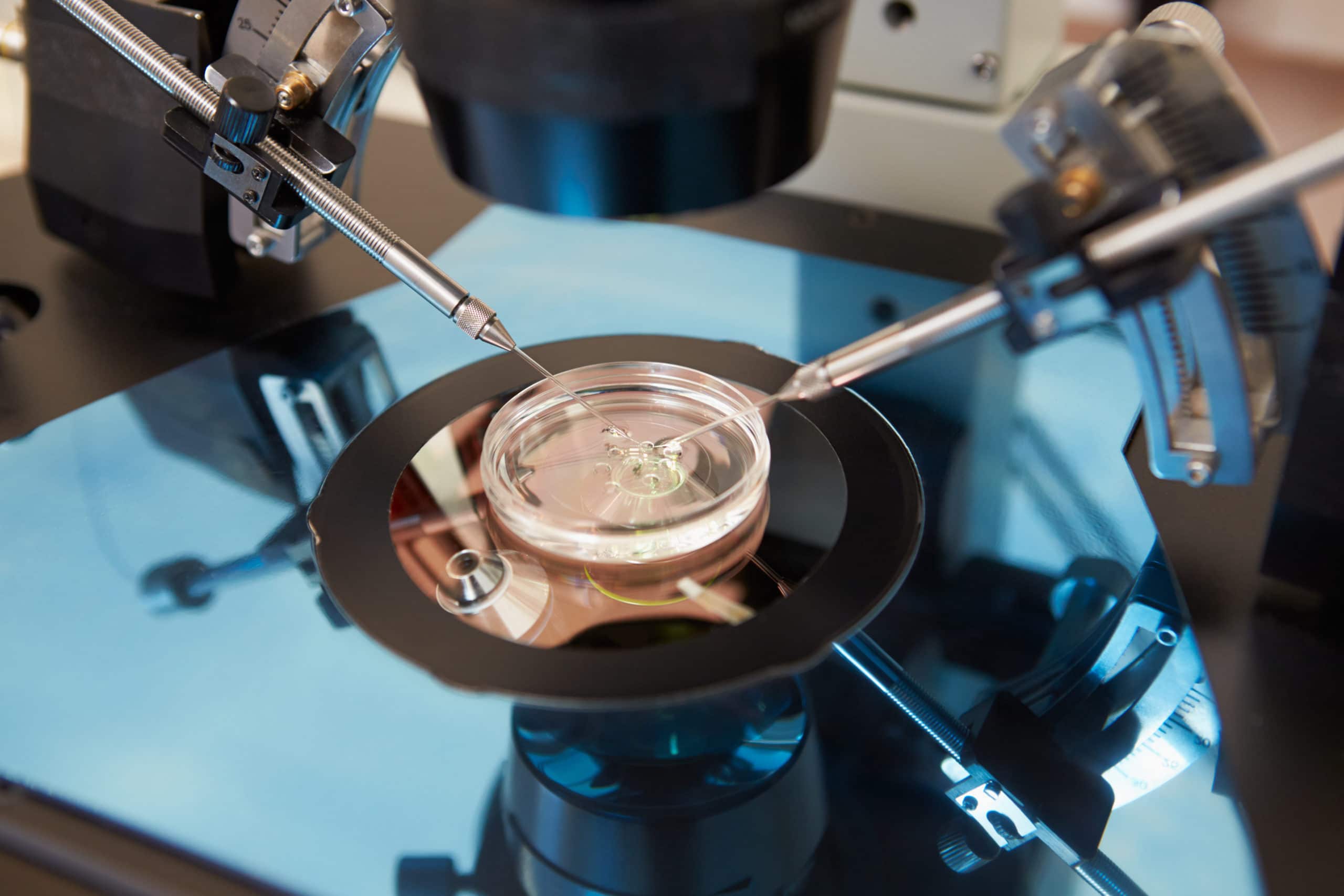 ivf, in vitro fertilization