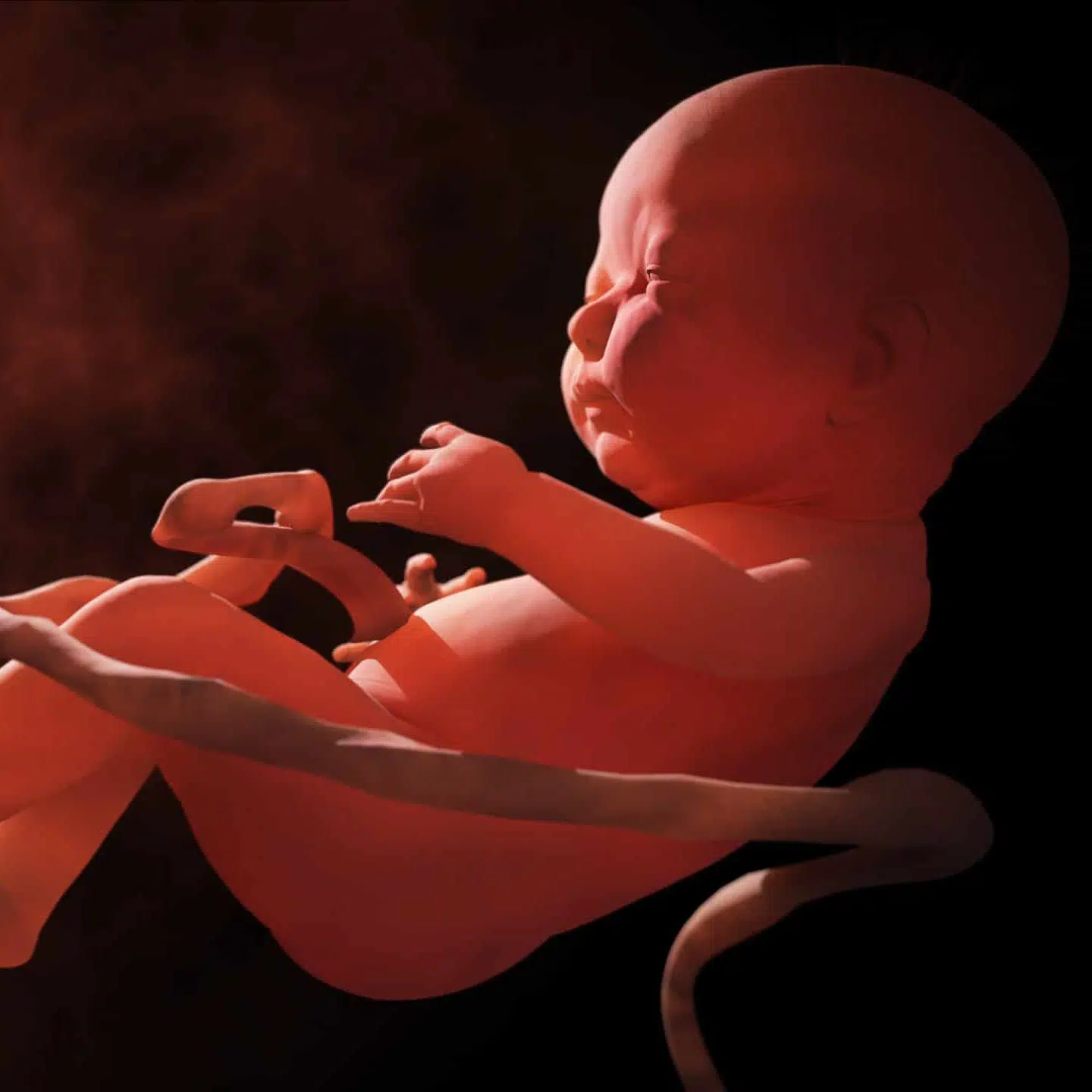 Child in the womb, embryo. 3d rendering