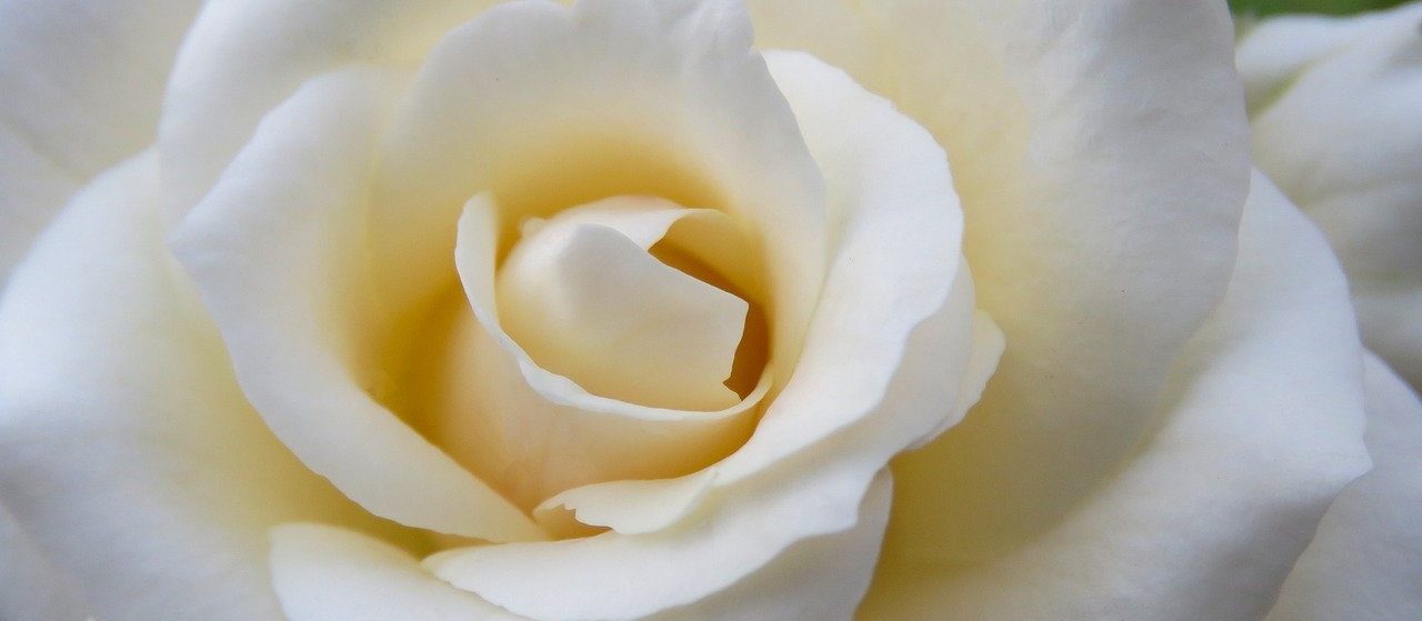 white rose