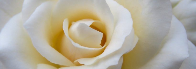 white rose
