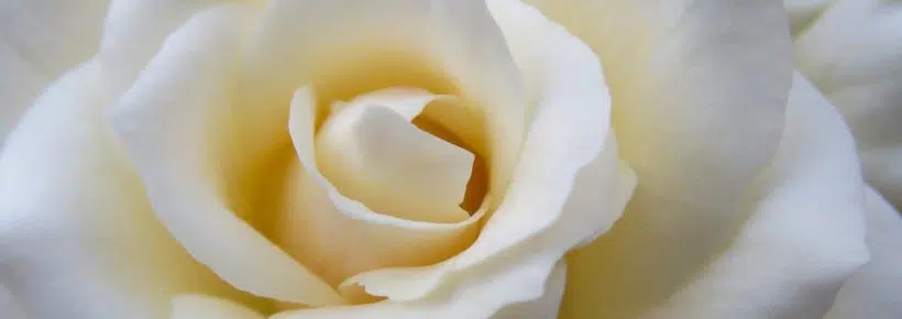 white rose