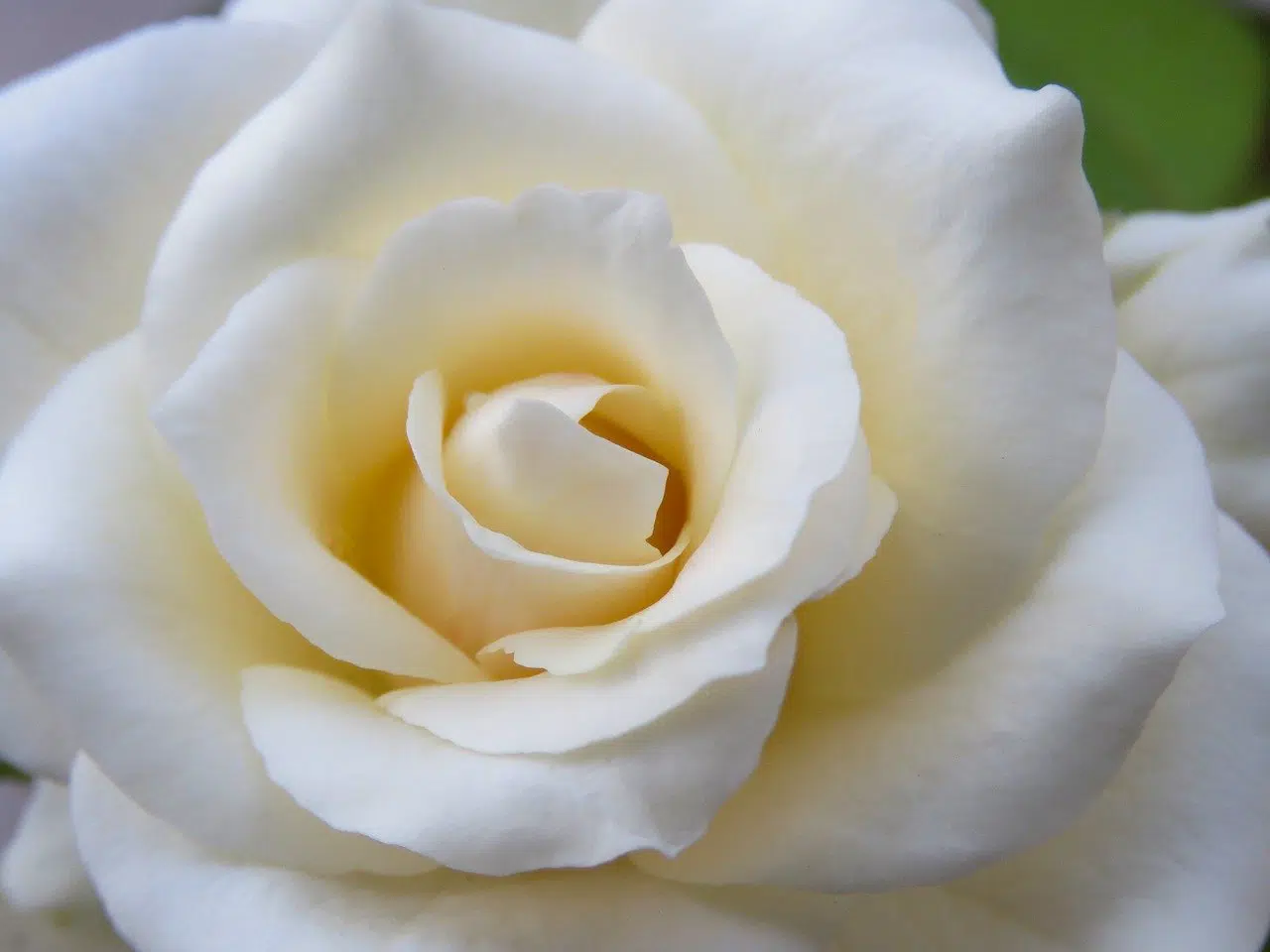 white rose