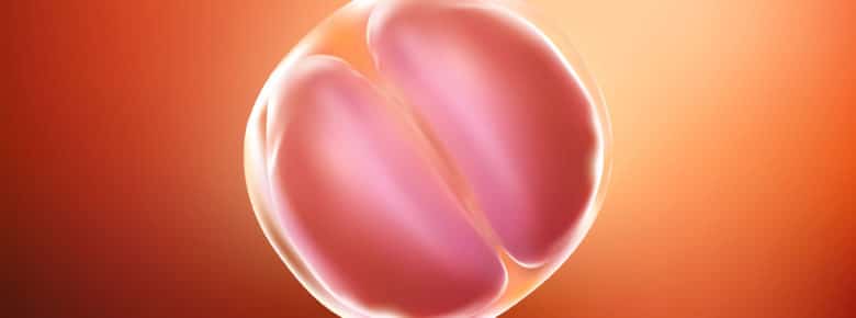 early human development pre implantation