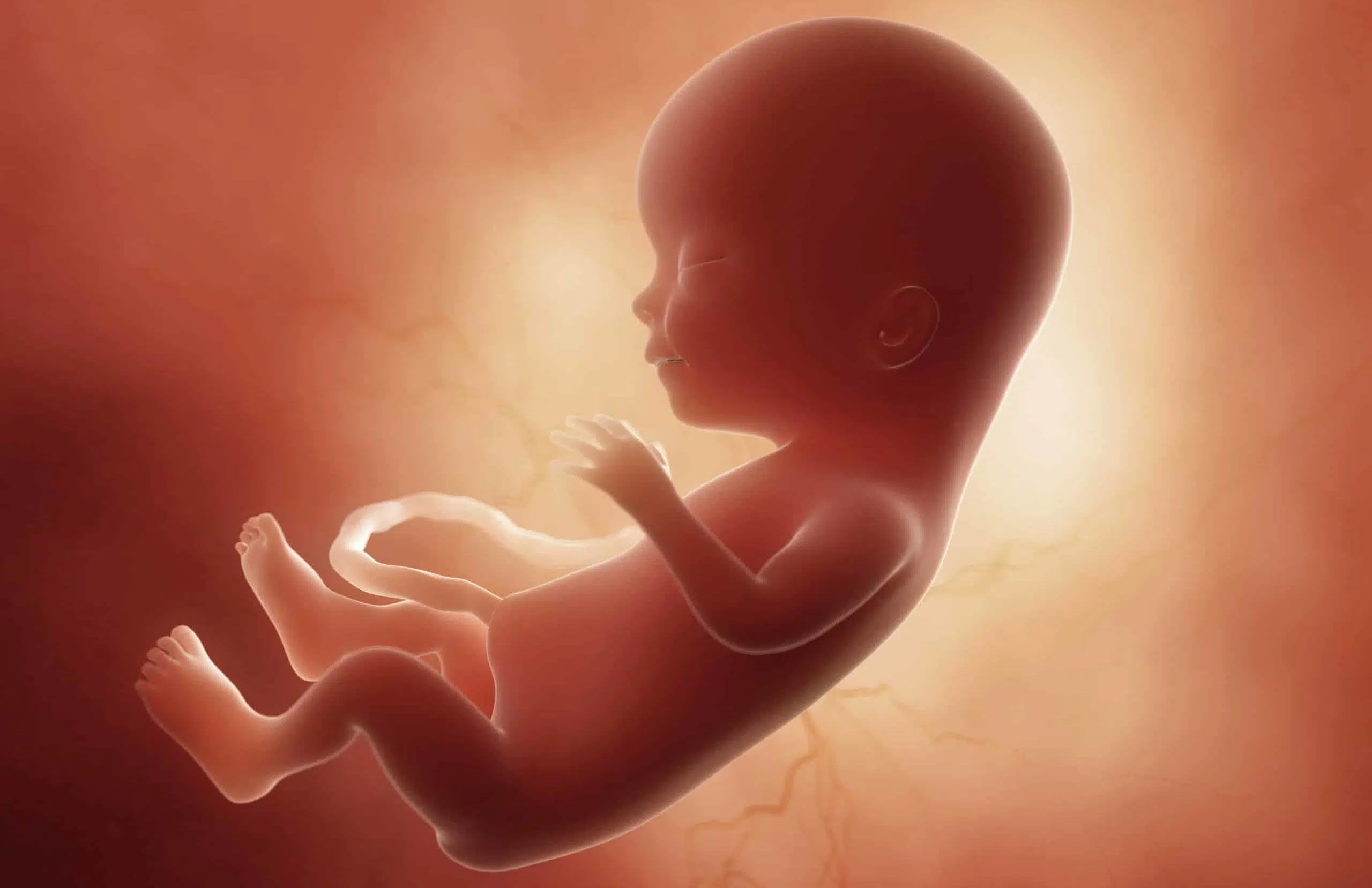 fetus, 3d rendered medically accurate