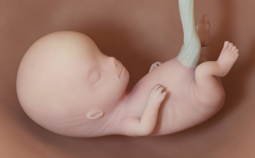 3d rendered medically accurate illustration of a human fetus - week 10
