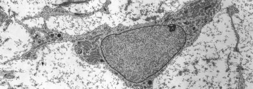 adult stem cell MSC high magnification