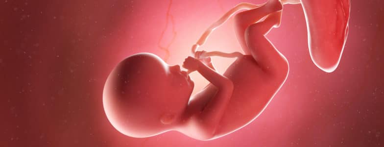 Illustration of a human fetus at 20 weeks