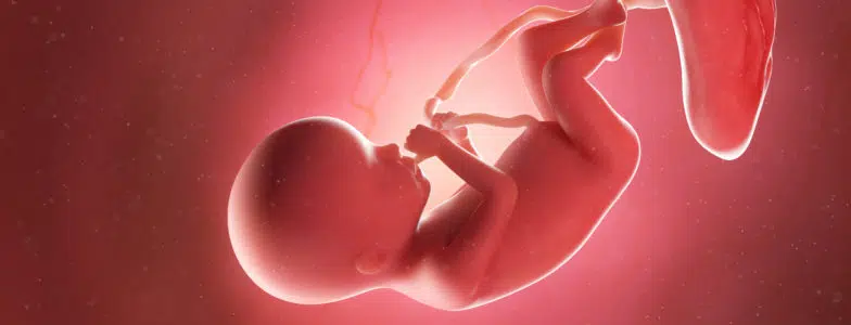 Illustration of a human fetus at 20 weeks
