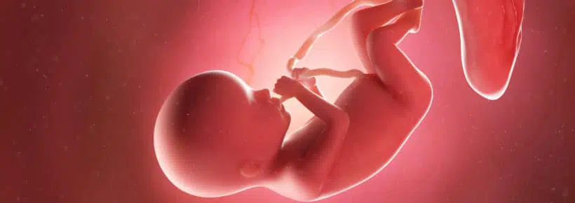 Illustration of a human fetus at 20 weeks