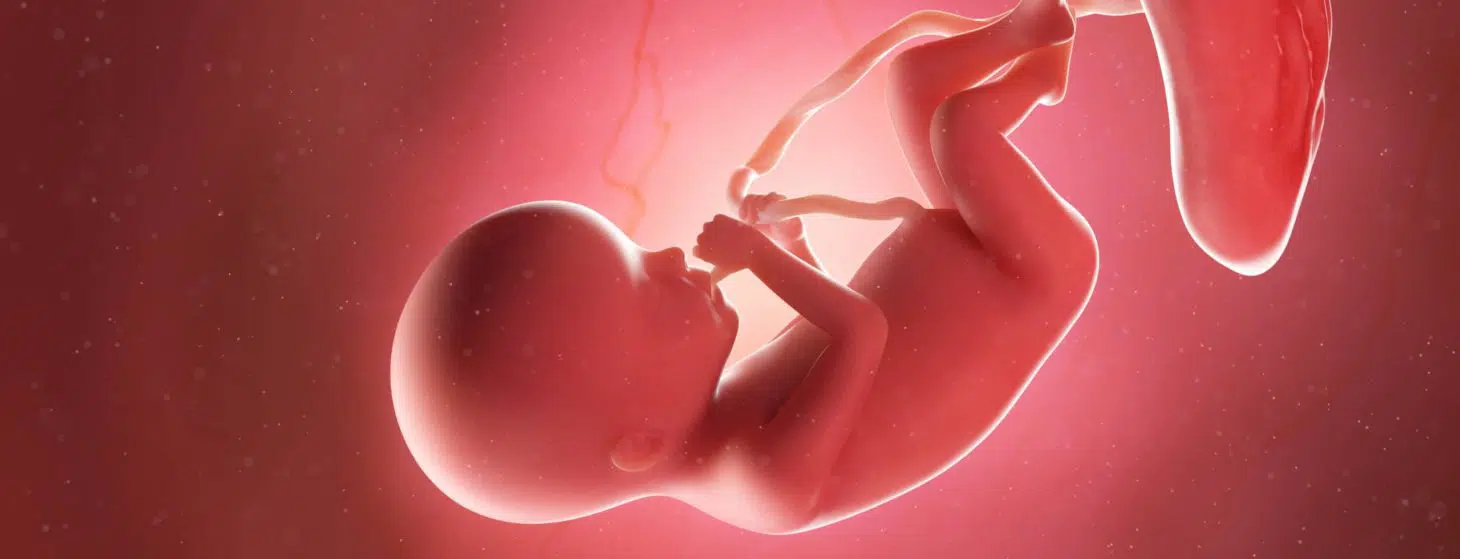 Illustration of a human fetus at 20 weeks