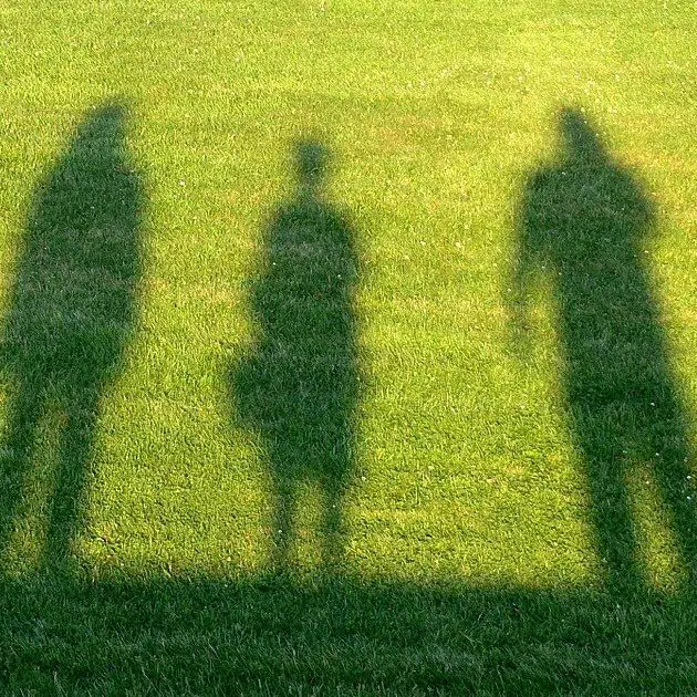 shadows in grass