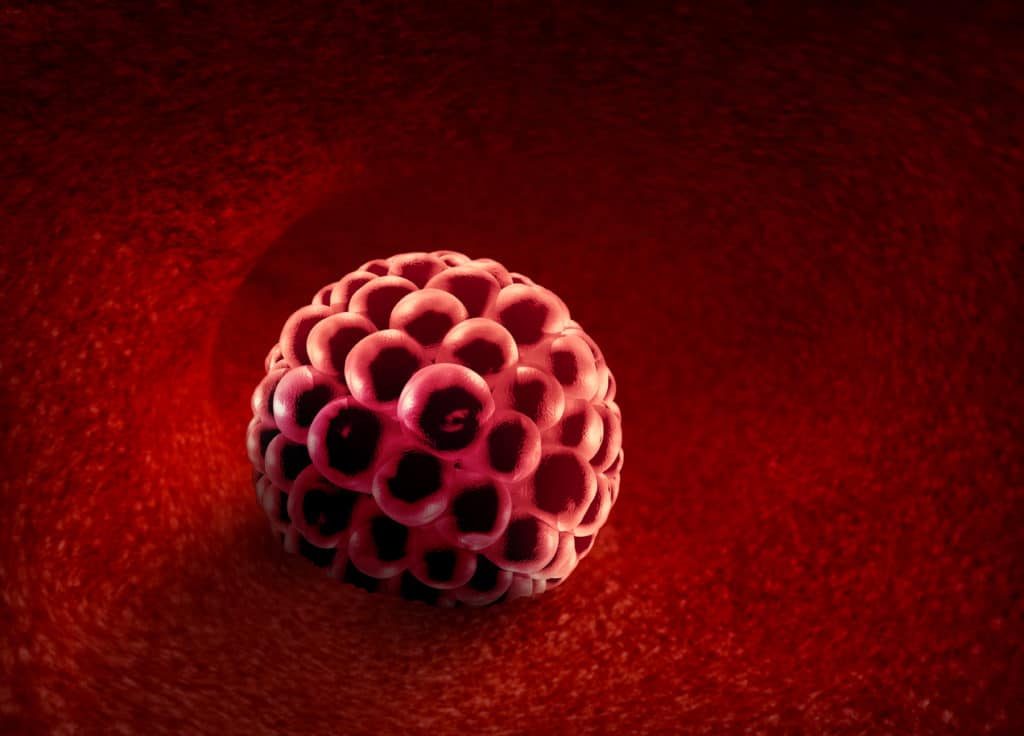 an implanted blastocyst in the uterus