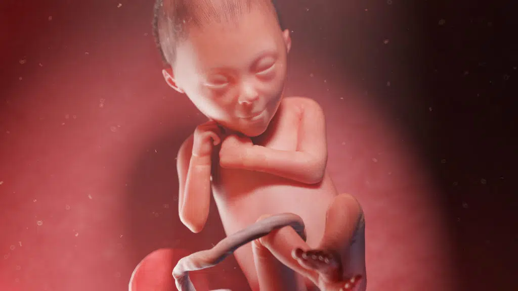 3d rendered illustration of a human fetus at week 24