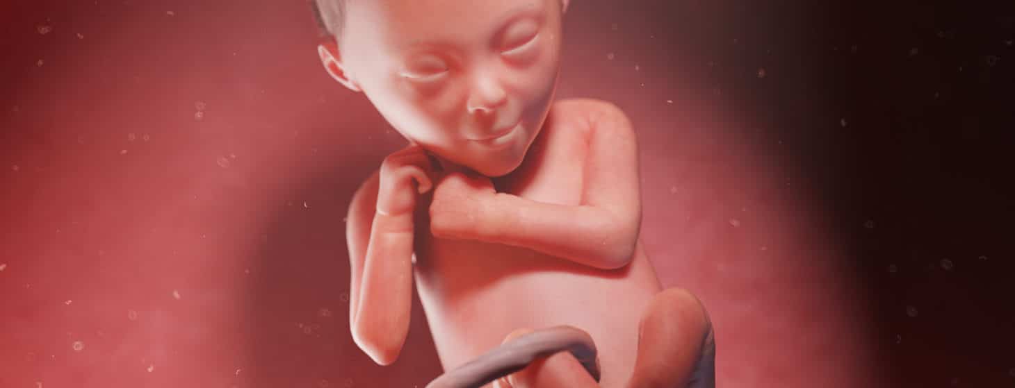 3d rendered illustration of a human fetus at week 24