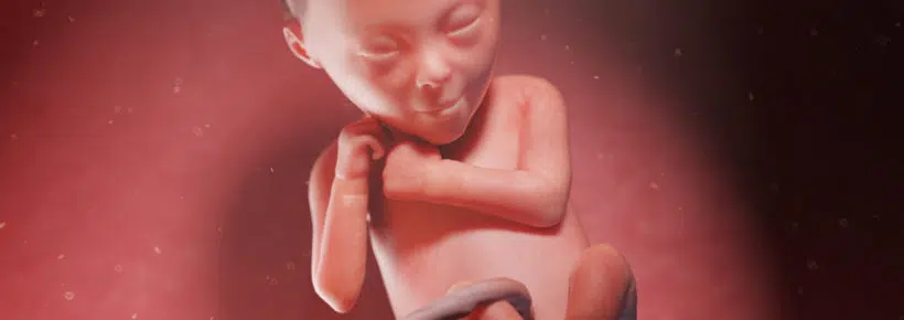 3d rendered illustration of a human fetus at week 24