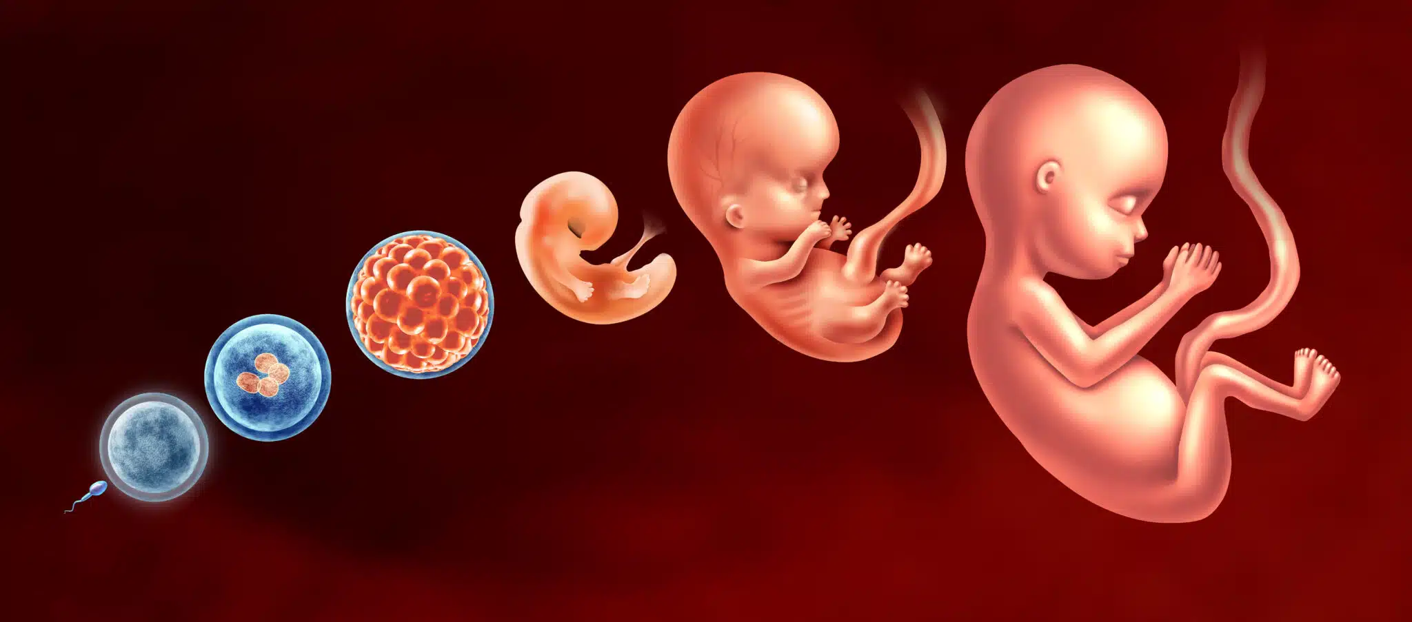 embryo development stages